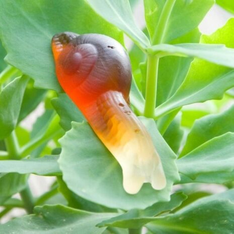 finex-cola-slakken-02 cola slakken