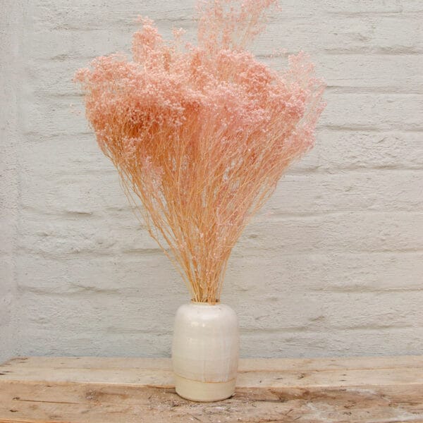 droogbloemen broom bloom poederroos