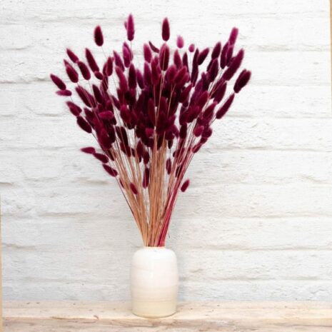 droogbloemen-lagurus-bordeaux-02 droogbloemen lagurus bordeaux