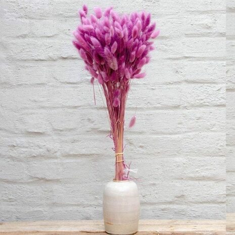 droogbloemen-lagurus-framboos-02 droogbloemen lagurus framboos