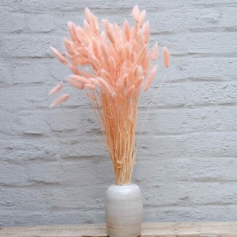 droogbloemen-lagurus-zalm-02 droogbloemen lagurus zalm