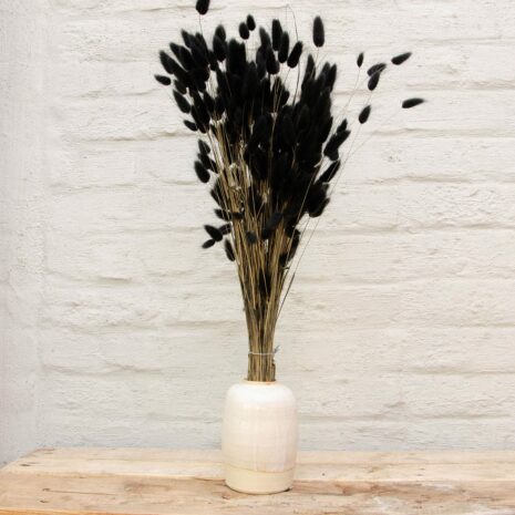 droogbloemen-lagurus-zwart-01 droogbloemen lagurus zwart