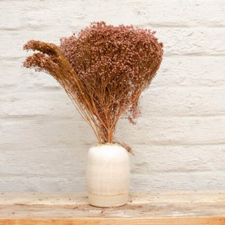 droogboemen-broombloom-oudroos-02 droogbloemen broom bloom oudroos