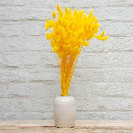 lagurus-kanariegeel-02 Lagurus kanariegeel