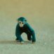 miniatuur-chimpansee-01