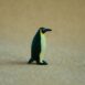 miniatuur-pinguin-02