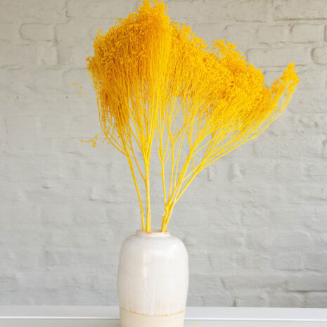 broom bloom geel