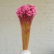 glixia fuchsia